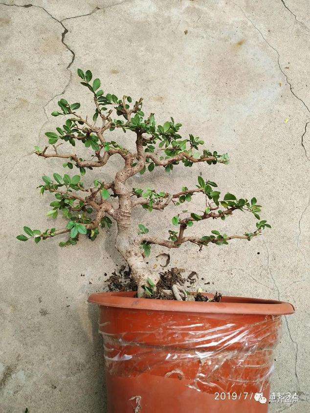 图解 榔榆下山桩四年怎么制作成盆景