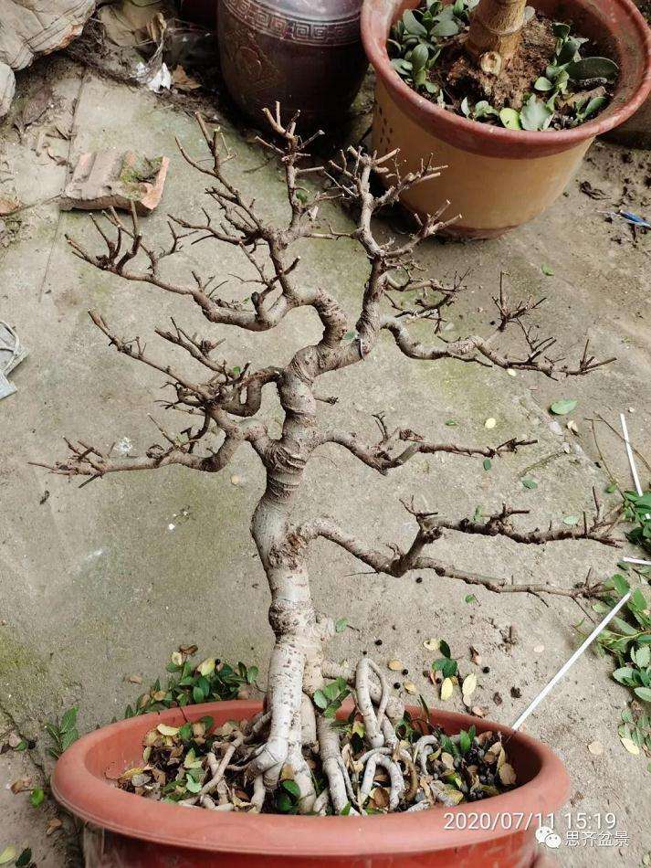 图解 榔榆下山桩四年怎么制作成盆景