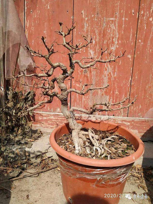 图解 榔榆下山桩四年怎么制作成盆景