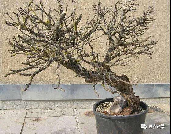 全冠栓皮槭下山桩5年制作成盆景