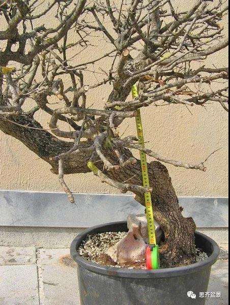 全冠栓皮槭下山桩5年制作成盆景