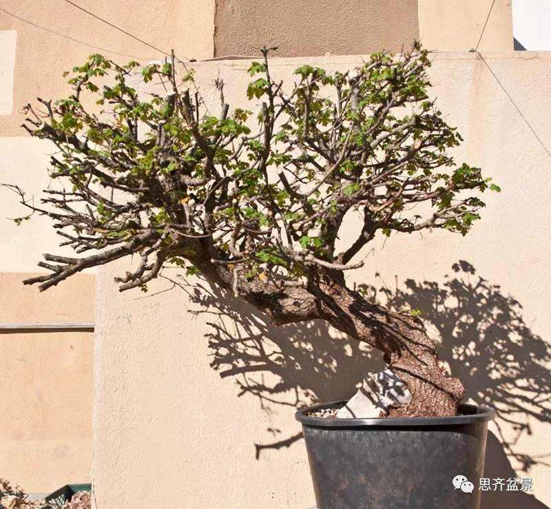 全冠栓皮槭下山桩5年制作成盆景