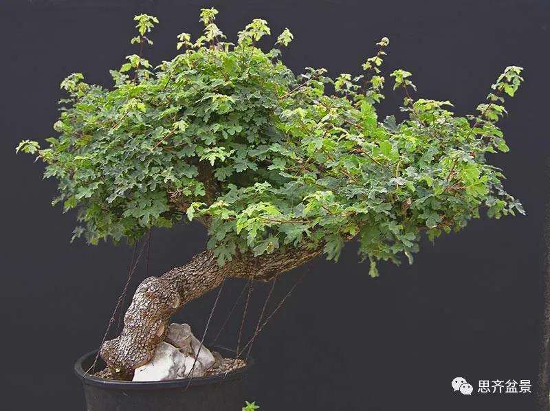 图解 全冠栓皮槭下山桩5年制作成盆景
