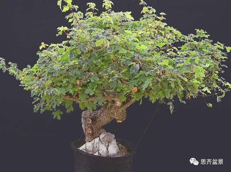 图解 全冠栓皮槭下山桩5年制作成盆景
