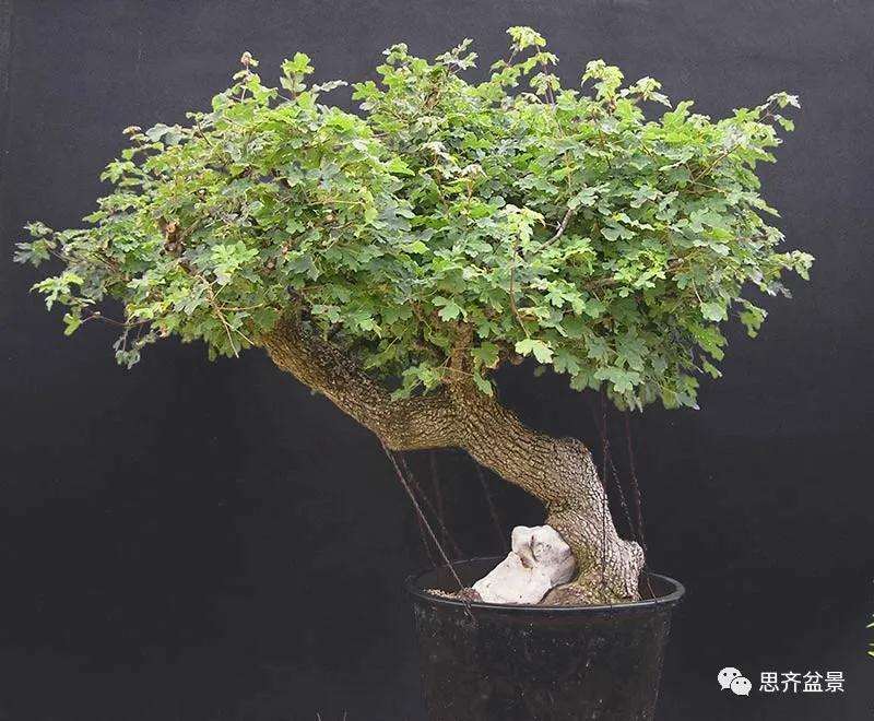 图解 全冠栓皮槭下山桩5年制作成盆景
