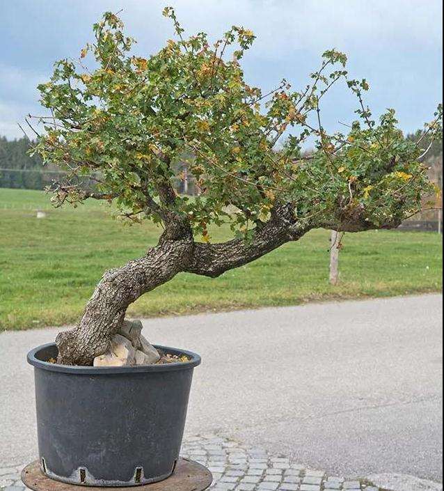 图解 全冠栓皮槭下山桩5年制作成盆景