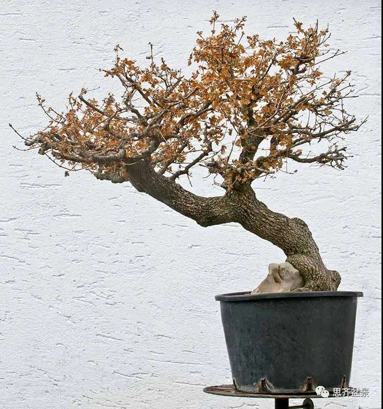 图解 全冠栓皮槭下山桩5年制作成盆景