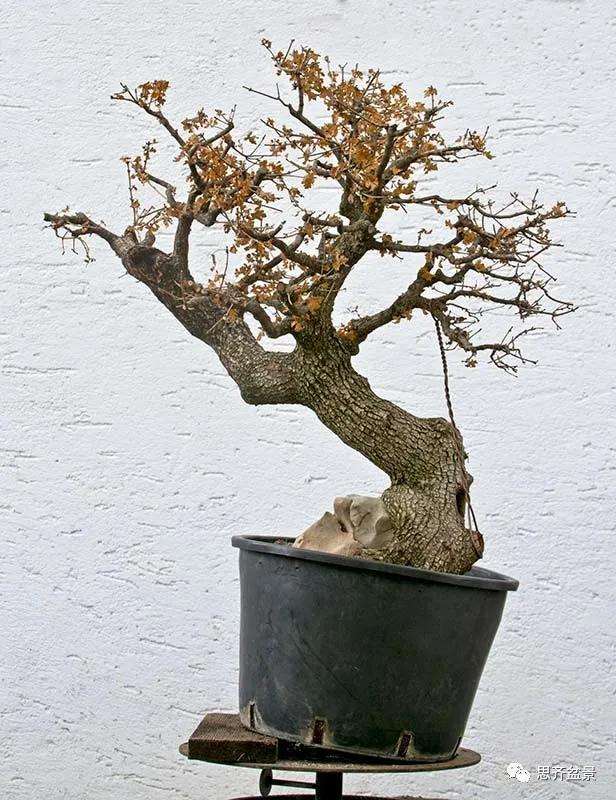 图解 全冠栓皮槭下山桩5年制作成盆景