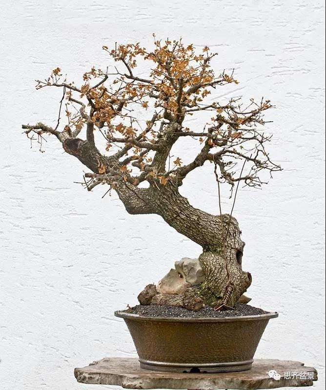 图解 全冠栓皮槭下山桩5年制作成盆景