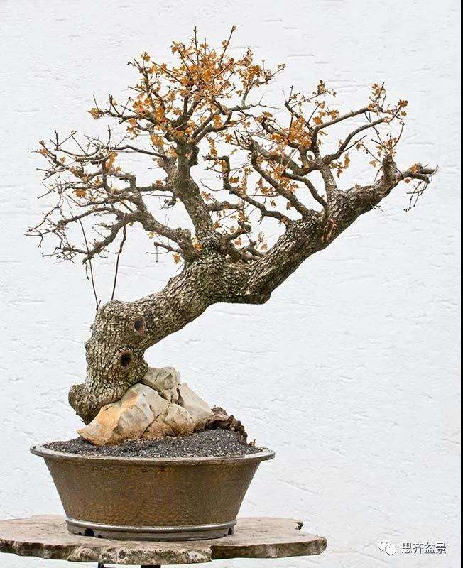 图解 全冠栓皮槭下山桩5年制作成盆景