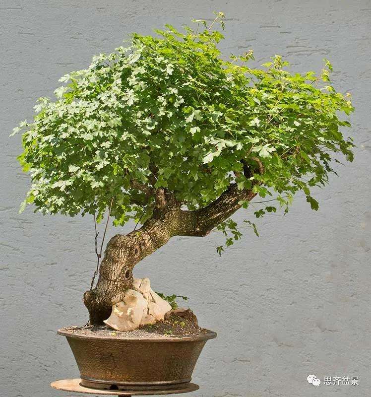 图解 全冠栓皮槭下山桩5年制作成盆景