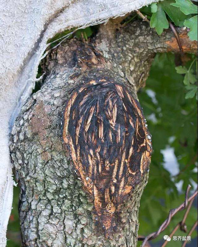 图解 全冠栓皮槭下山桩5年制作成盆景