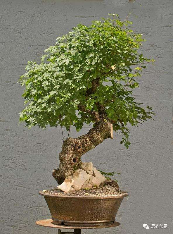 图解 全冠栓皮槭下山桩5年制作成盆景