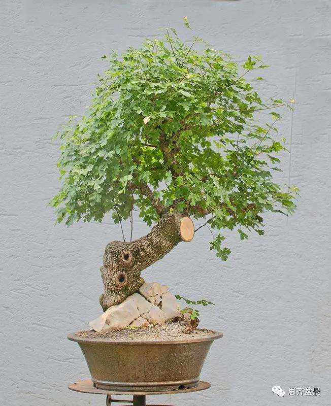 图解 全冠栓皮槭下山桩5年制作成盆景