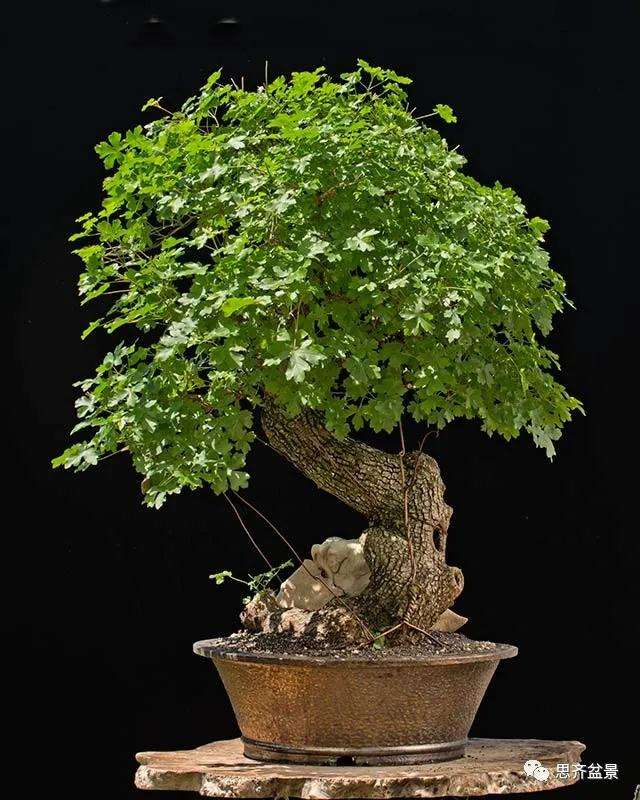 图解 全冠栓皮槭下山桩5年制作成盆景