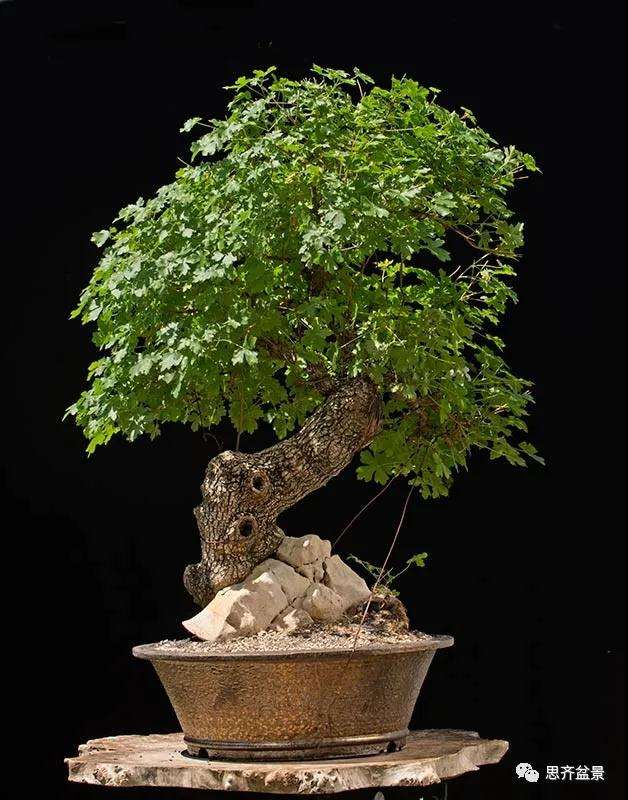 图解 全冠栓皮槭下山桩5年制作成盆景