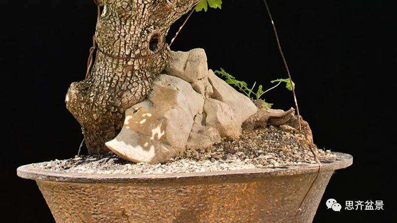 图解 全冠栓皮槭下山桩5年制作成盆景