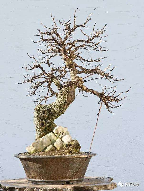 图解 全冠栓皮槭下山桩5年制作成盆景