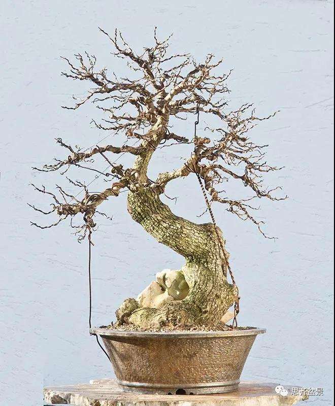 图解 全冠栓皮槭下山桩5年制作成盆景