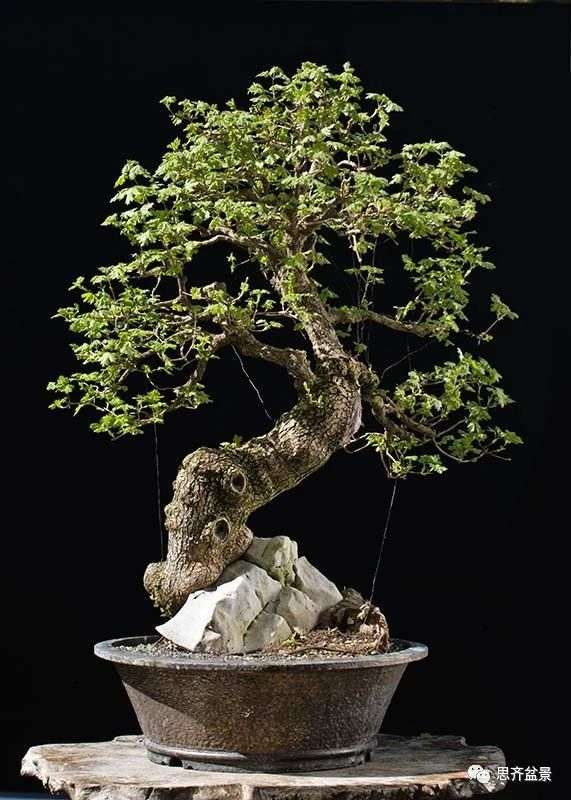 图解 全冠栓皮槭下山桩5年制作成盆景