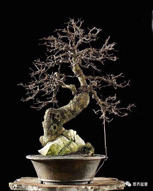 图解 全冠栓皮槭下山桩5年制作成盆景