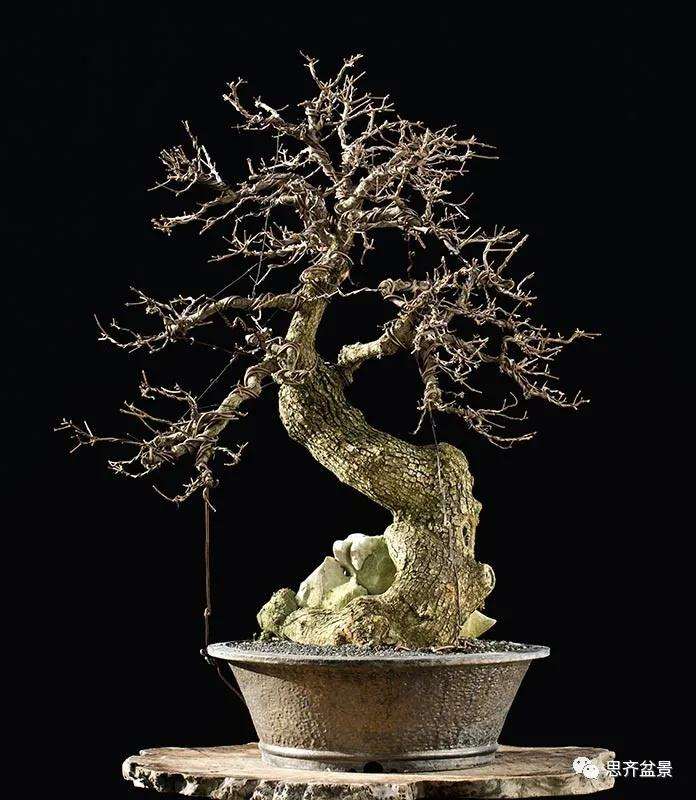 图解 全冠栓皮槭下山桩5年制作成盆景