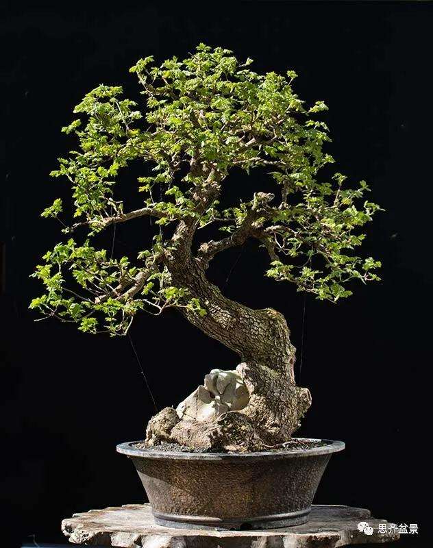 图解 全冠栓皮槭下山桩5年制作成盆景