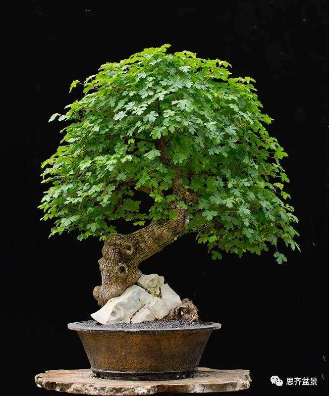 全冠栓皮槭下山桩5年制作成盆景