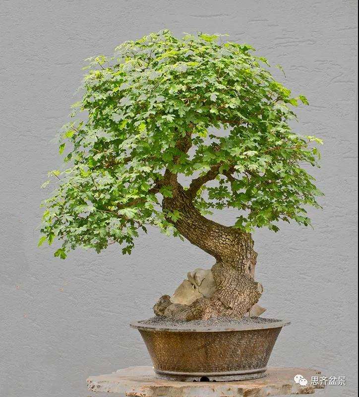 全冠栓皮槭下山桩5年制作成盆景