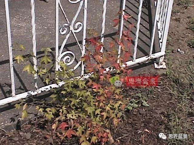 图解 三角枫下山桩18年制作成盆景