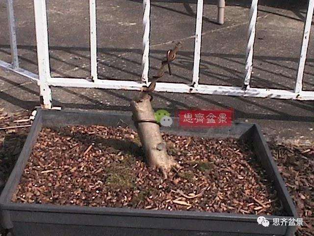 图解 三角枫下山桩18年制作成盆景