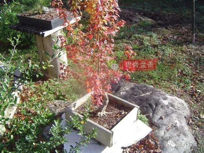 图解 三角枫下山桩18年制作成盆景