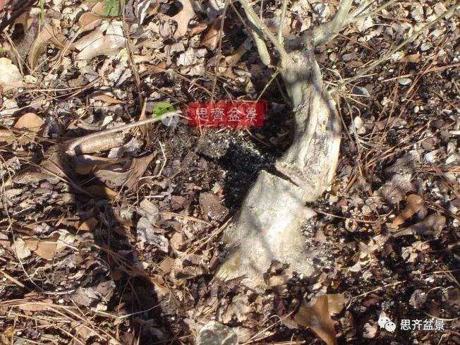 图解 三角枫下山桩18年制作成盆景