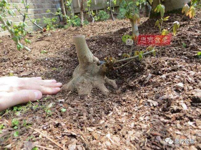 图解 三角枫下山桩18年制作成盆景