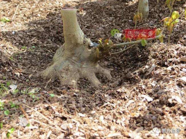 图解 三角枫下山桩18年制作成盆景