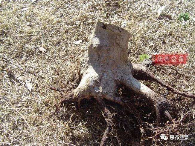 图解 三角枫下山桩18年制作成盆景