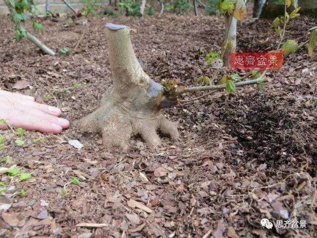 图解 三角枫下山桩18年制作成盆景