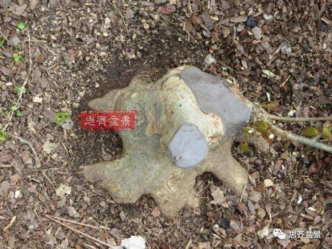 图解 三角枫下山桩18年制作成盆景