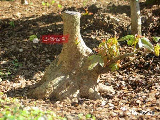 图解 三角枫下山桩18年制作成盆景