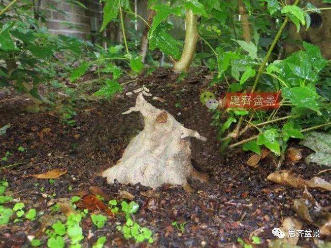 图解 三角枫下山桩18年制作成盆景