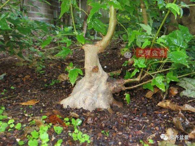 图解 三角枫下山桩18年制作成盆景