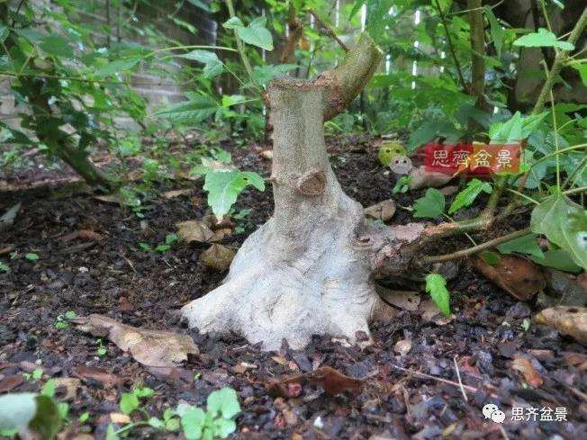 图解 三角枫下山桩18年制作成盆景