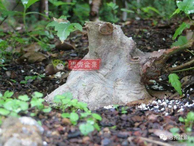 图解 三角枫下山桩18年制作成盆景