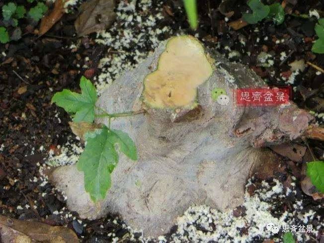 图解 三角枫下山桩18年制作成盆景