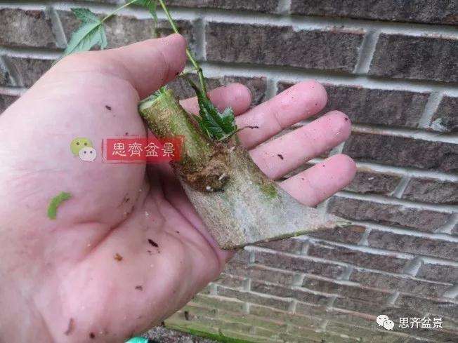 图解 三角枫下山桩18年制作成盆景