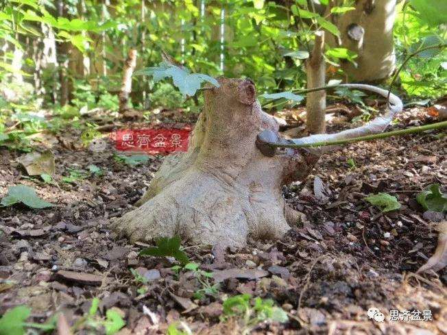 图解 三角枫下山桩18年制作成盆景