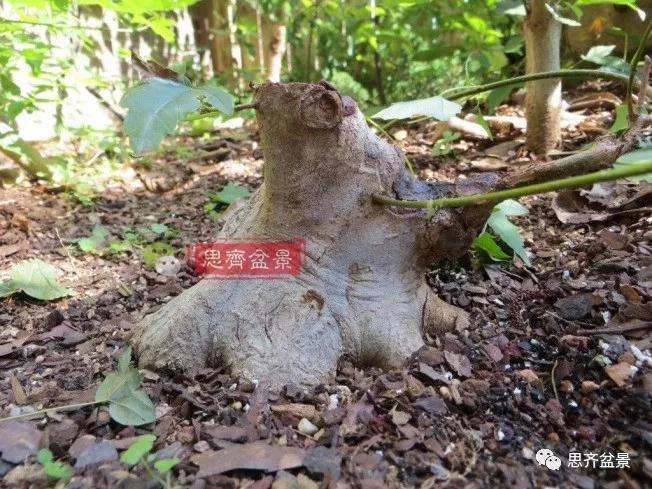 图解 三角枫下山桩18年制作成盆景