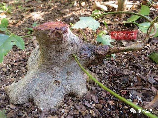 图解 三角枫下山桩18年制作成盆景