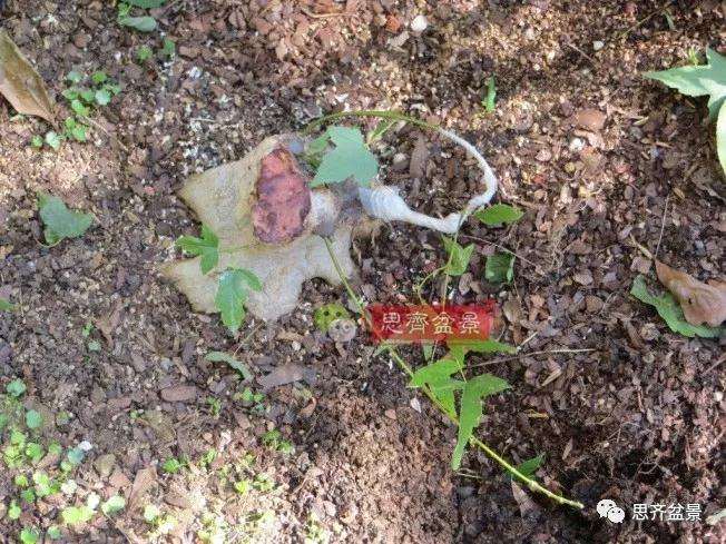 图解 三角枫下山桩18年制作成盆景