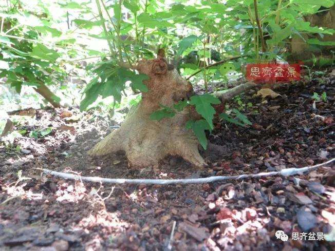 图解 三角枫下山桩18年制作成盆景